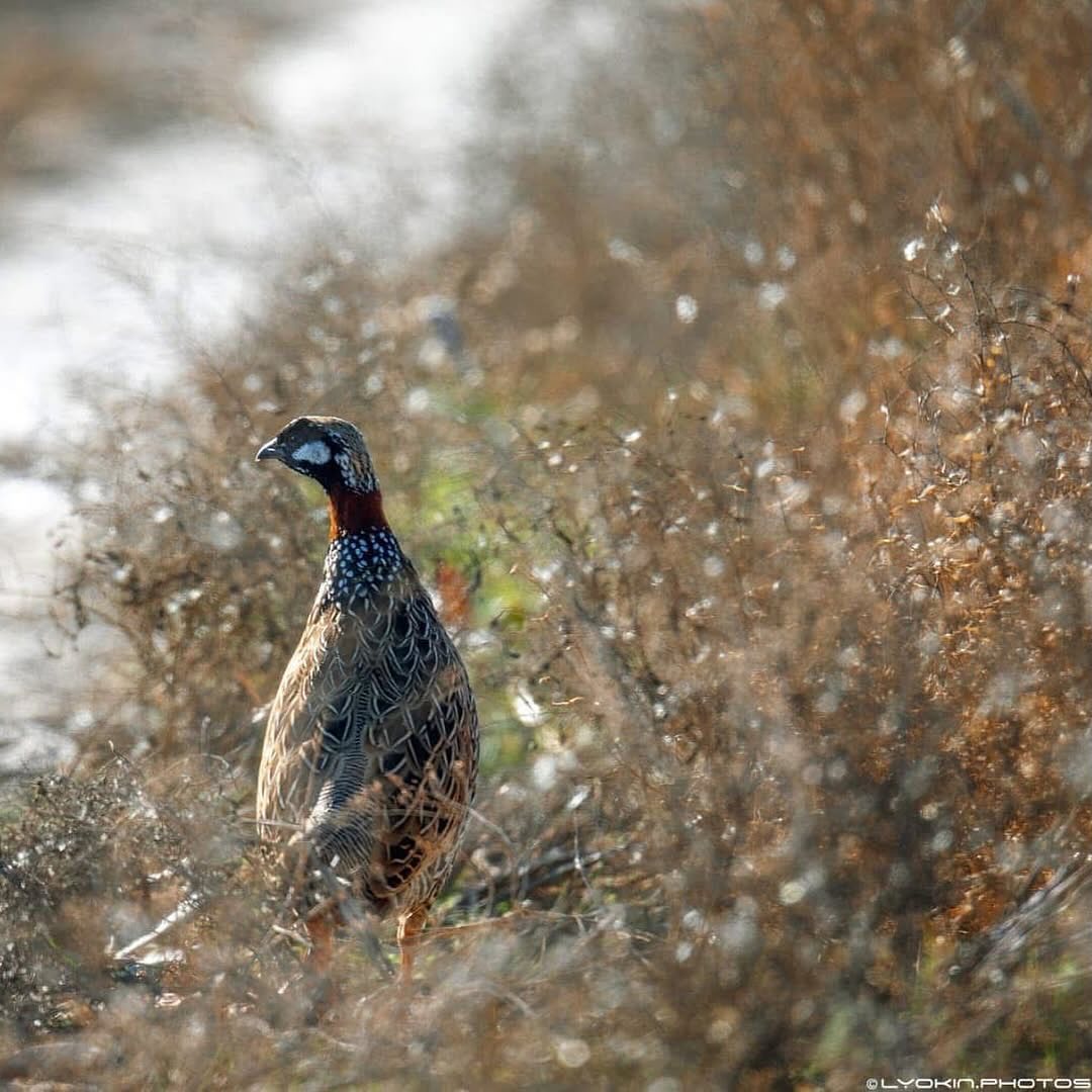 Şirvan Milli Parkından maraqlı görüntülər (FOTO)